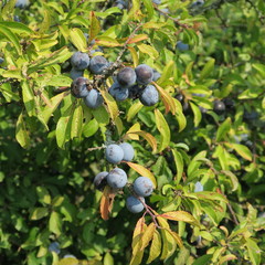 Prunus spinosa, blackthorn, blue autumn fruit, medicinal plant, popular as a jam, wine, liqueur