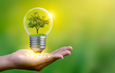 The forest and the trees are in the light. Concepts of environmental conservation and global warming plant growing inside lamp bulb over dry soil in saving earth concept - obrazy, fototapety, plakaty