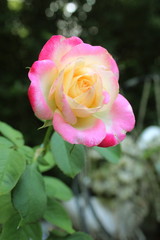A pink and cream rose