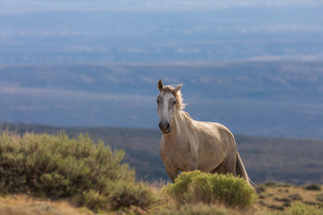 Obraz na płótnie Canvas Beautiful Wild Horse in the Colorado High Desert