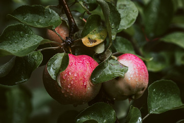 Fresh apples on a tree