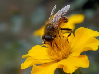 beetle on a yellow flower
