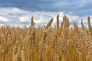 Golden Yellow Barley Crop