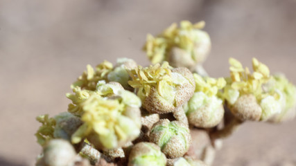 croton tree flower bud macro © MArt