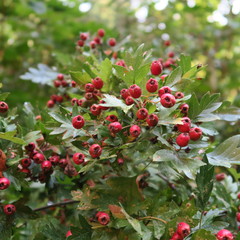 Obraz premium Red berries of Crataegus, hawthorn, medicinal herb and edible fruits