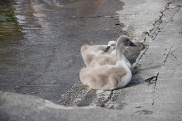 bebe cygne