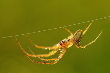 A spider knits a web.