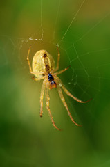 A spider knits a web.
