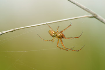 A spider knits a web.