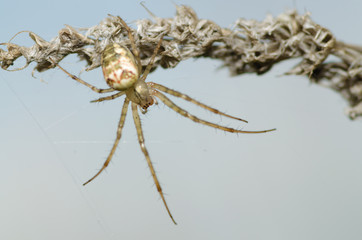 A spider knits a web.