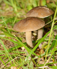 Brown cap boletus growing in the forest.