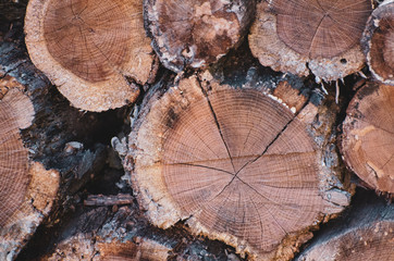 Naklejka premium Wood