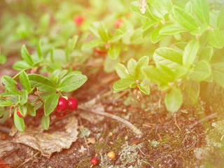 Ripe red cranberry berry grows in the forest. Beautiful natural background