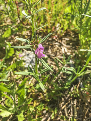 Linearleaf snapdragon or weasel's snout