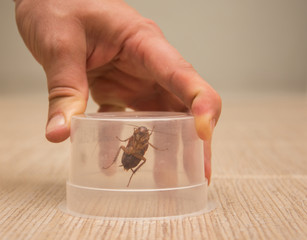 A big brown cockroach in a transparent plastic container hold by man's hand	 - Powered by Adobe