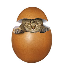 The cat is hatching from the big egg. White background. - obrazy, fototapety, plakaty