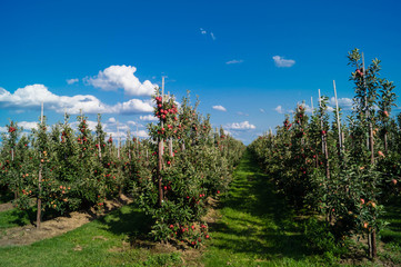 Äpfel im Alten Land