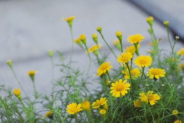 beautiful  yellow daisy flowers blooming