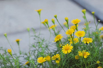 beautiful yellow daisy flowers blooming