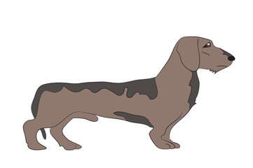 dog vector in the room dachshund