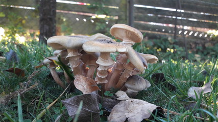 Mushrooms In The Garden