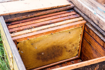 Installation of frames with honeycombs in the hive. Work beekeeper. Healing product of beekeeping. May, flower honey.