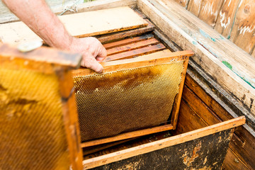 Installation of frames with honeycombs in the hive. Work beekeeper. Healing product of beekeeping. May, flower honey.