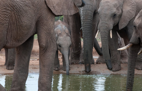 Herd of elephants and an elephant calf drinking at a waterhole, Addo, Eastern Cape, South Africa
