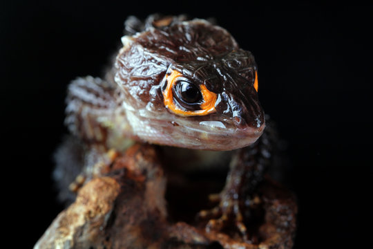 Crocodile skink on a branch, Indonesia
