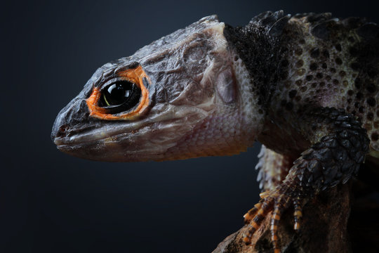 Crocodile skink on a branch, Indonesia