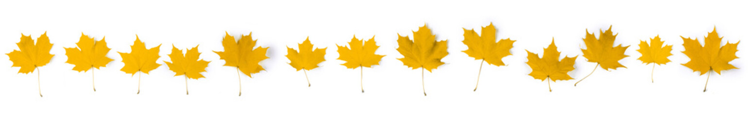 Yellow autumn maple leaves