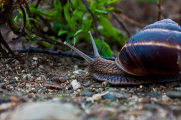snail