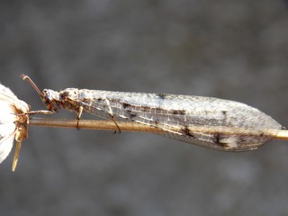 beetle on dry plant
