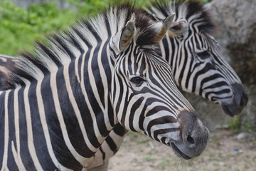 Zebras standing close together