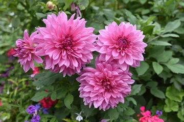 Dahlia rose 