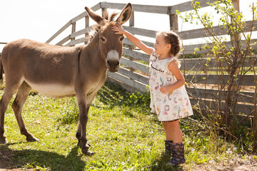 little girl with a donkey is resting  on a farm in the summer