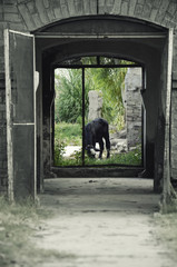 Naklejka premium Animal Blur Background