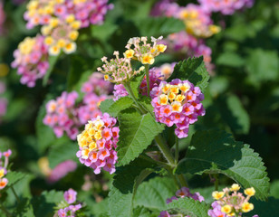Close up of Lantana Camara flowers