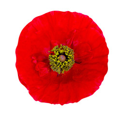 red poppy isolated on white background