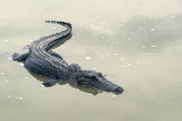 Papier Peint photo autocollant Crocodile Un triste alligator du Mississippien dans un étang de séchage. Sécheresse à Brazoria National Wildlife Refuge, Texas, États-Unis