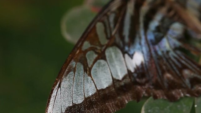 Tropical butterfly close-up