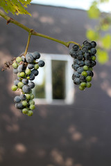 Grapes