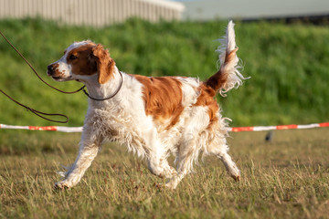 Welsh springer spaniel