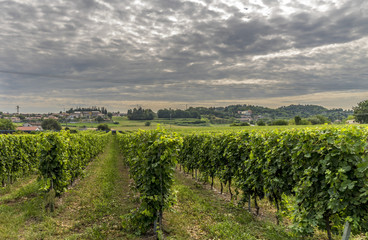 Fototapeta na wymiar Wineyard green grape alley in Trento Italy