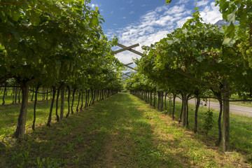 Wineyard green grape alley in Trento Italy