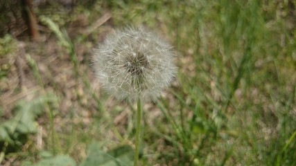 Fototapeta premium Dandelion