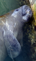 Manatee Endangered