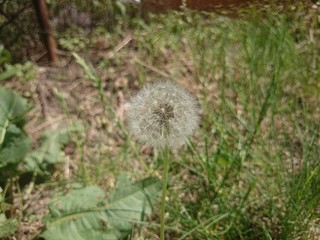 Dandelion