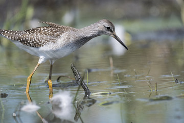 Lesser Yellowlegs hunting for food on the shoreline of a St-Lawrence River island