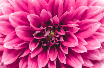 Pinke Balldahlie (Asteraceae) blüht an sonnigem Morgen.